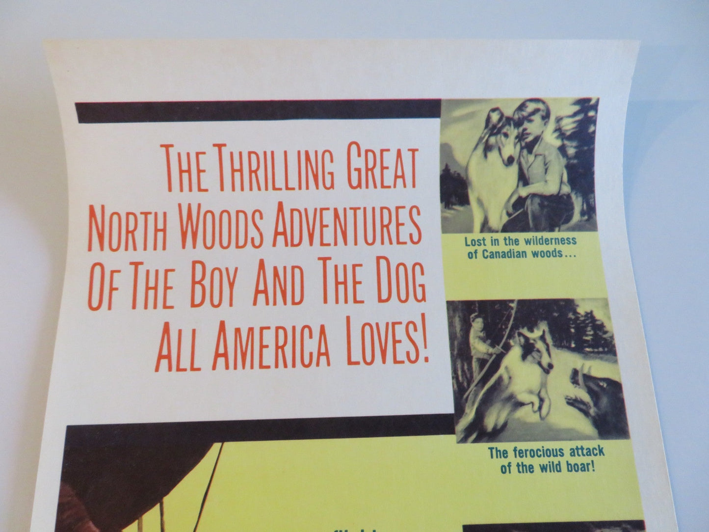 LASSIE'S GREAT ADVENTURE US INSERT POSTER JUNE LOCKHART HUGH REILLY 1963 Rendezvous Cinema Movie posters