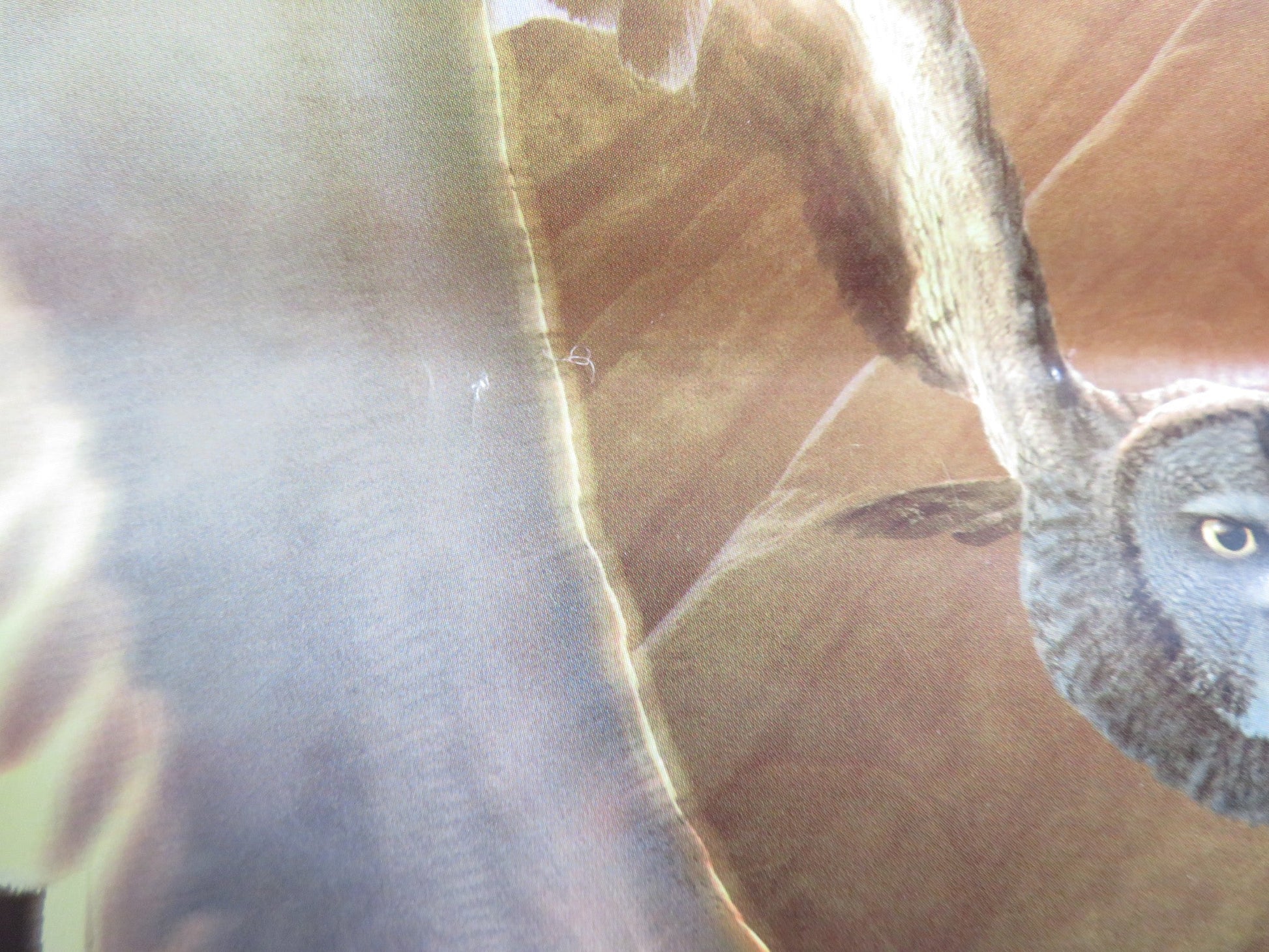 LEGEND OF THE GUARDIANS: THE OWLS OF GA'HOOLE ITALIAN LOCANDINA POSTER 2010 Rendezvous Cinema Movie posters