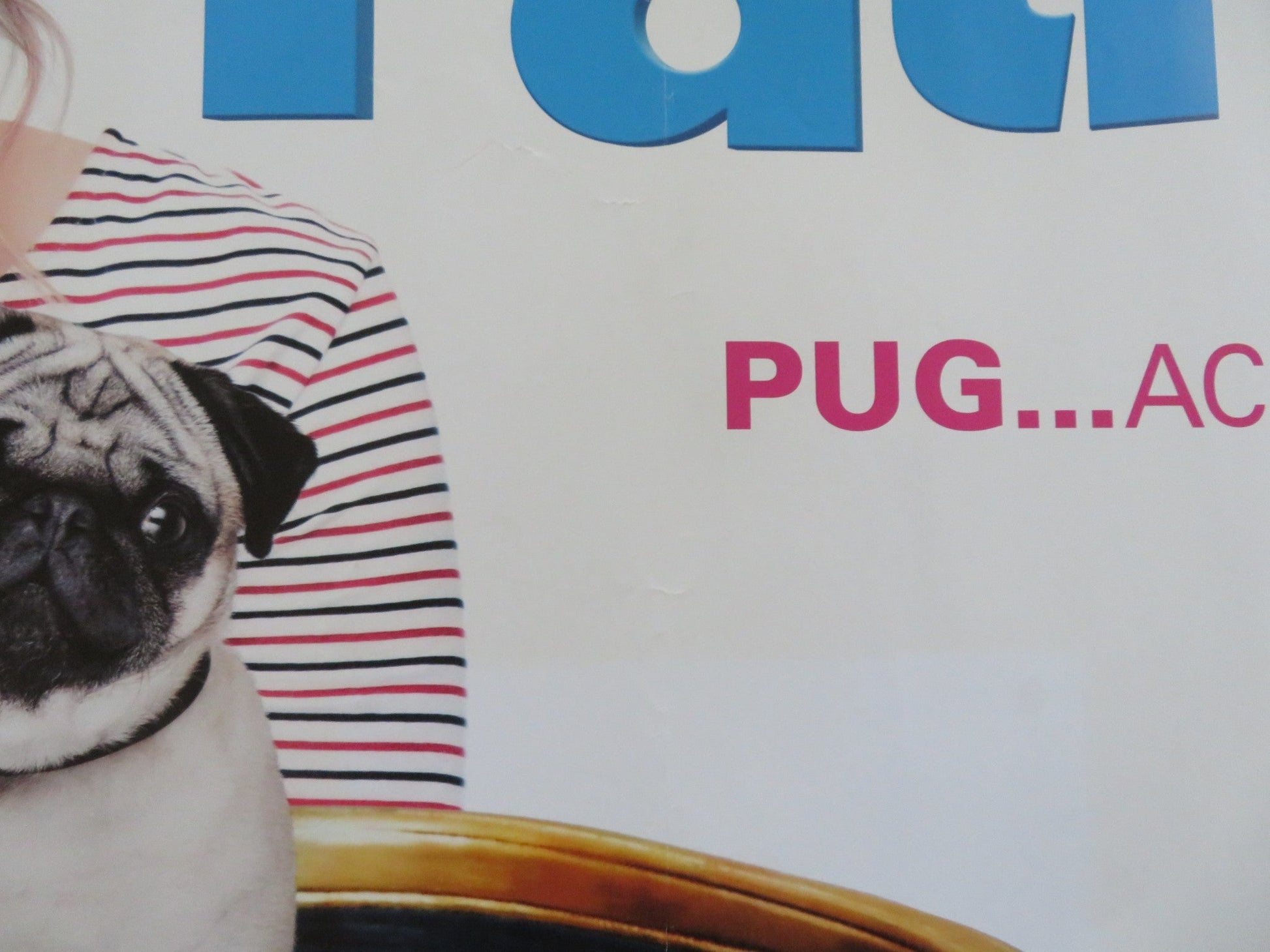 PATRICK THE PUG UK QUAD ROLLED POSTER SAM FLETCHER BEATTIE EDMONDSON 2018 Rendezvous Cinema Movie posters