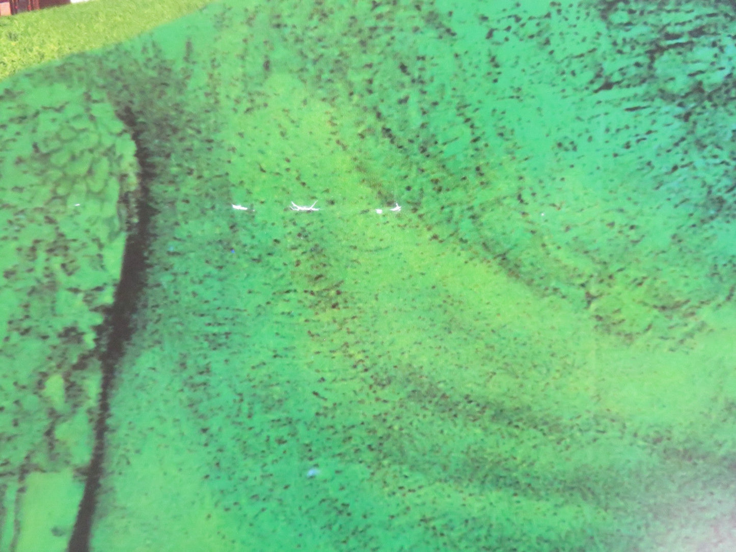 PAULIE VHS VIDEO POSTER GENA ROWLANDS CHEECH MARIN 1998 Rendezvous Cinema Movie posters