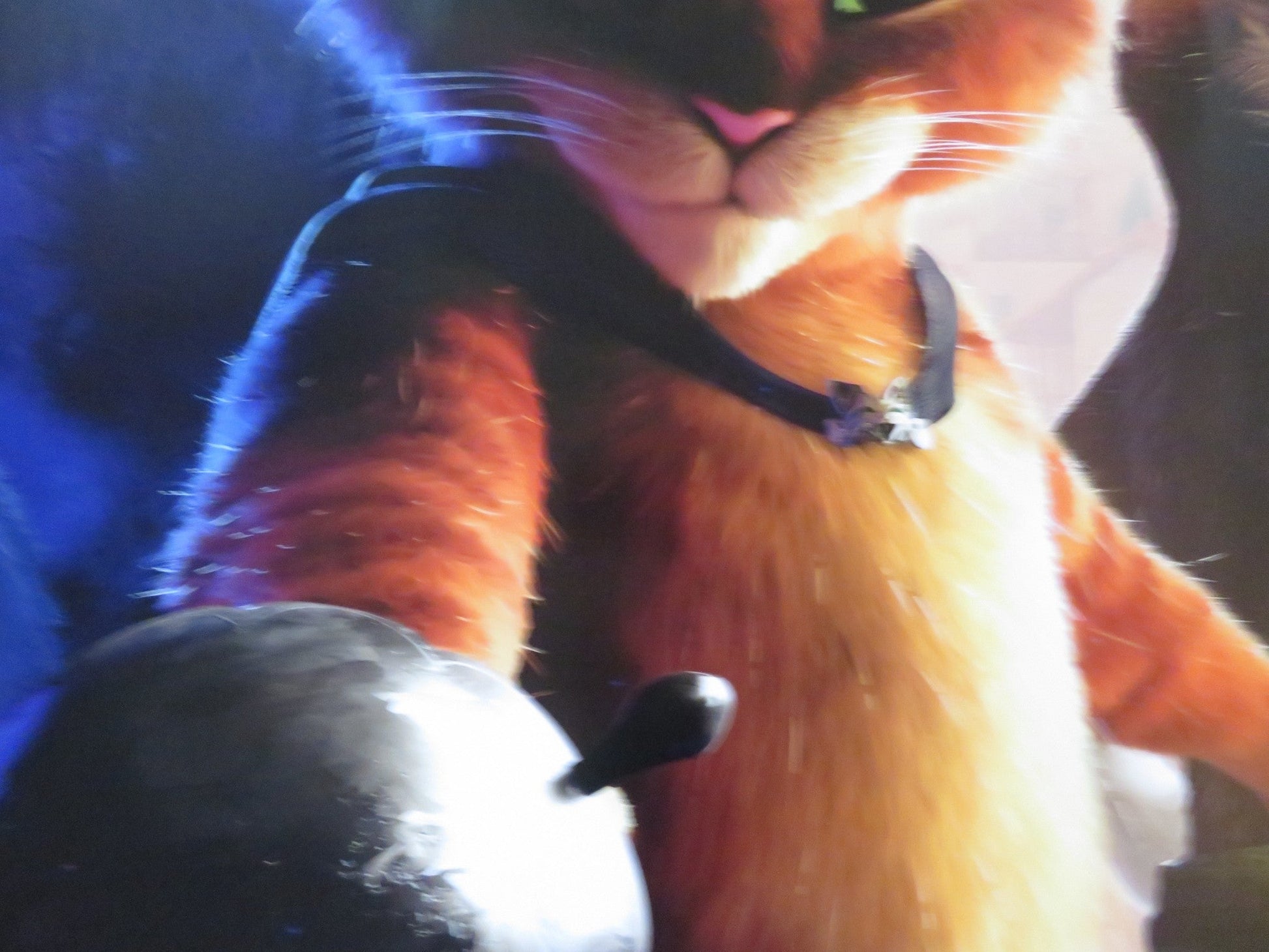 PUSS IN BOOTS: THE LAST WISH UK QUAD ROLLED POSTER ANTONIO BANDERAS 2022 Rendezvous Cinema Movie posters