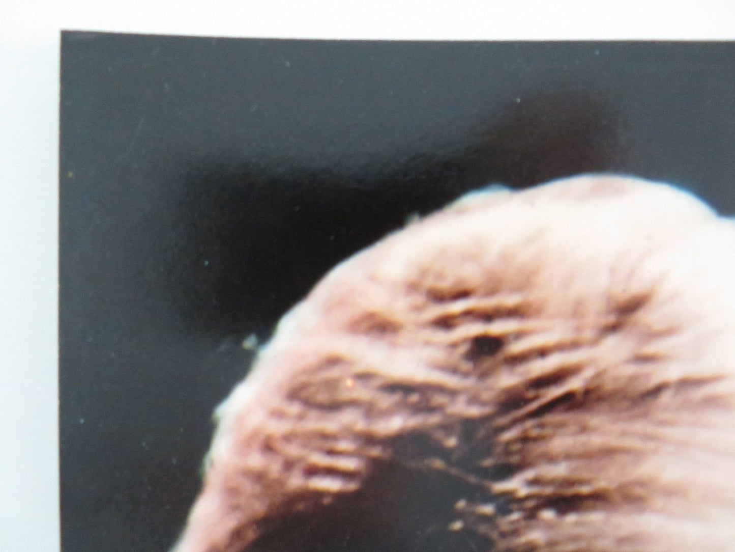 SHAMUS - C ITALIAN FOTOBUSTA POSTER BURT REYNOLDS DYAN CANNON 1973 Rendezvous Cinema Movie posters