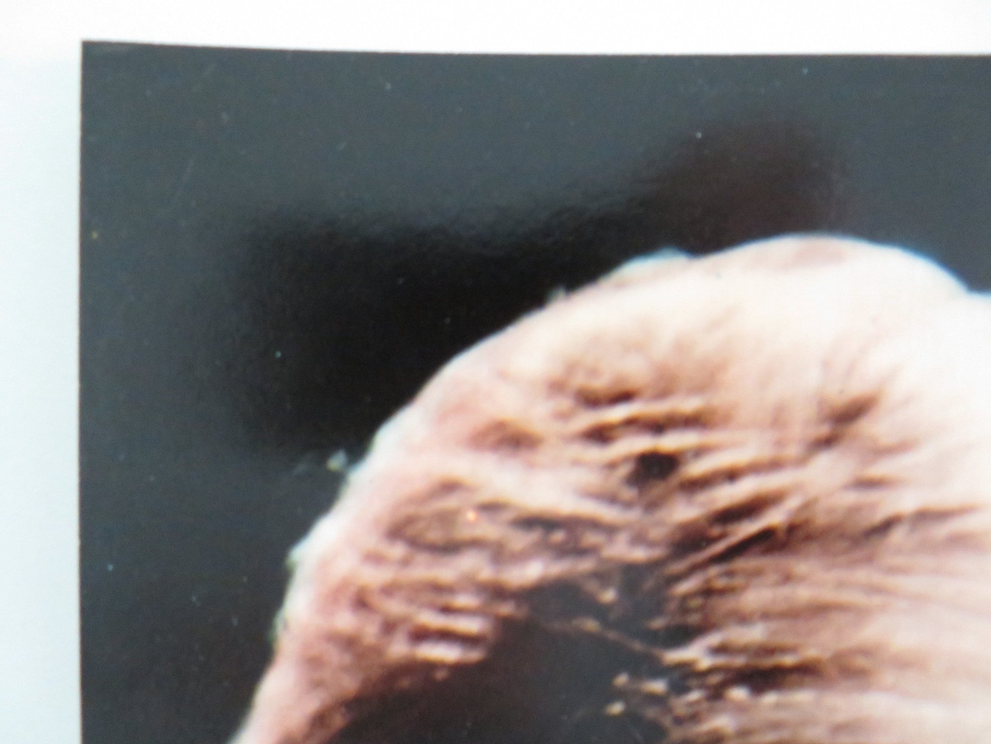 SHAMUS - C ITALIAN FOTOBUSTA POSTER BURT REYNOLDS DYAN CANNON 1973 Rendezvous Cinema Movie posters