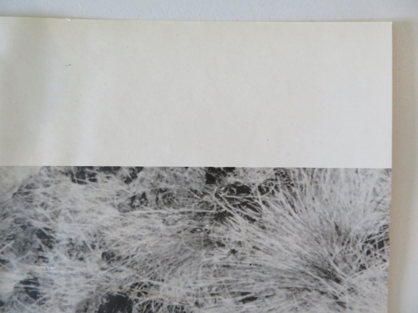 SOLDIER BLUE - B ITALIAN FOTOBUSTA POSTER CANDICE BERGEN DONALD PLEASENCE 1970 Rendezvous Cinema Movie posters