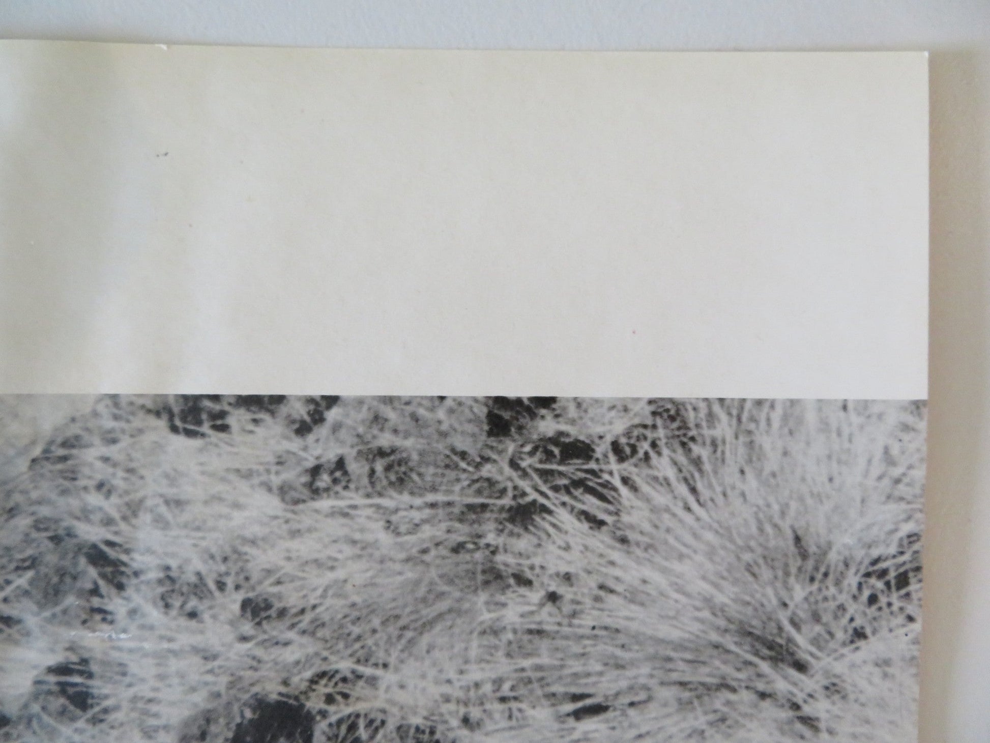 SOLDIER BLUE - B ITALIAN FOTOBUSTA POSTER CANDICE BERGEN DONALD PLEASENCE 1970 Rendezvous Cinema Movie posters