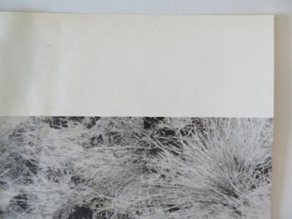 SOLDIER BLUE - B ITALIAN FOTOBUSTA POSTER CANDICE BERGEN DONALD PLEASENCE 1970 Rendezvous Cinema Movie posters