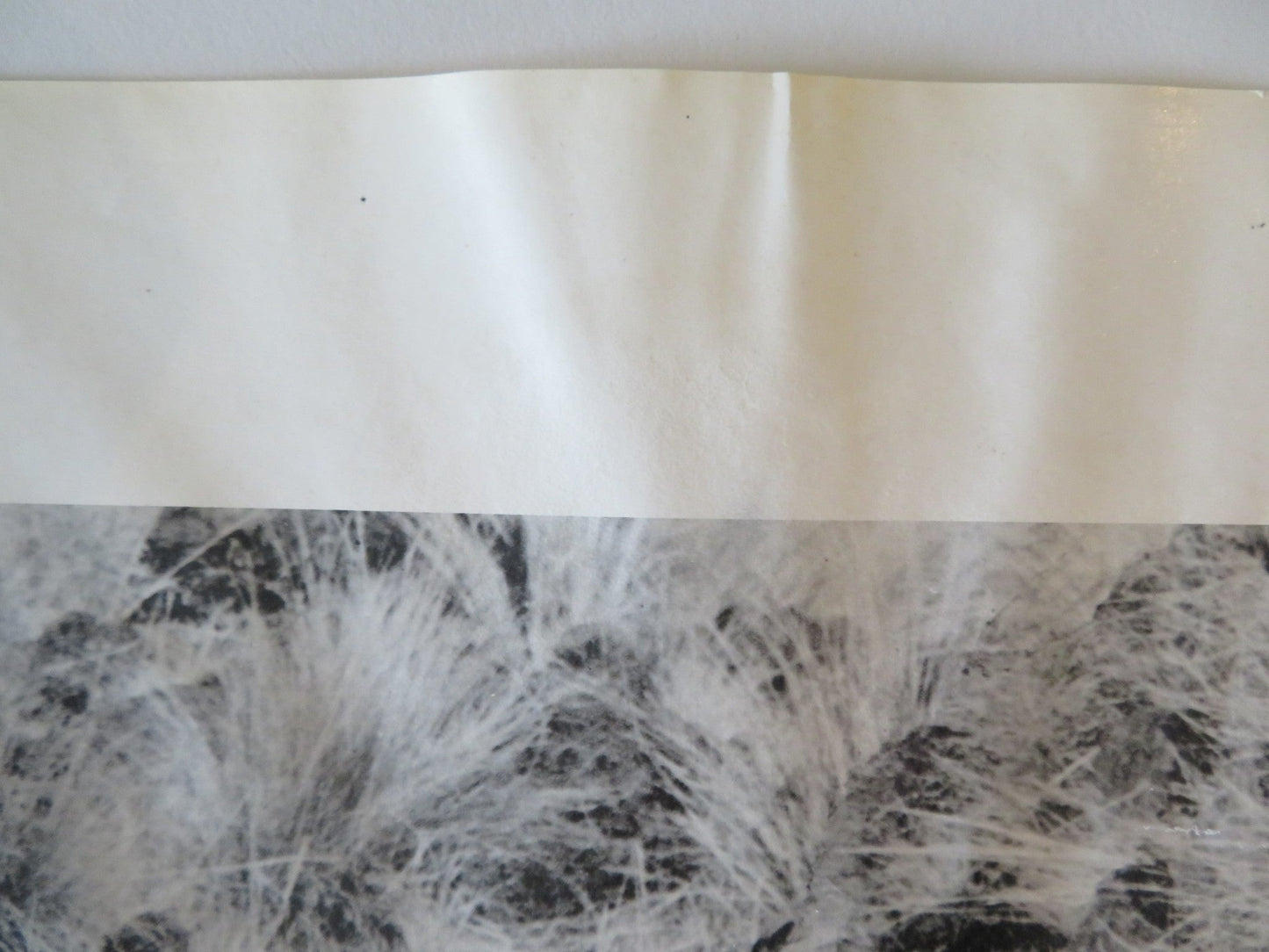 SOLDIER BLUE - B ITALIAN FOTOBUSTA POSTER CANDICE BERGEN DONALD PLEASENCE 1970 Rendezvous Cinema Movie posters