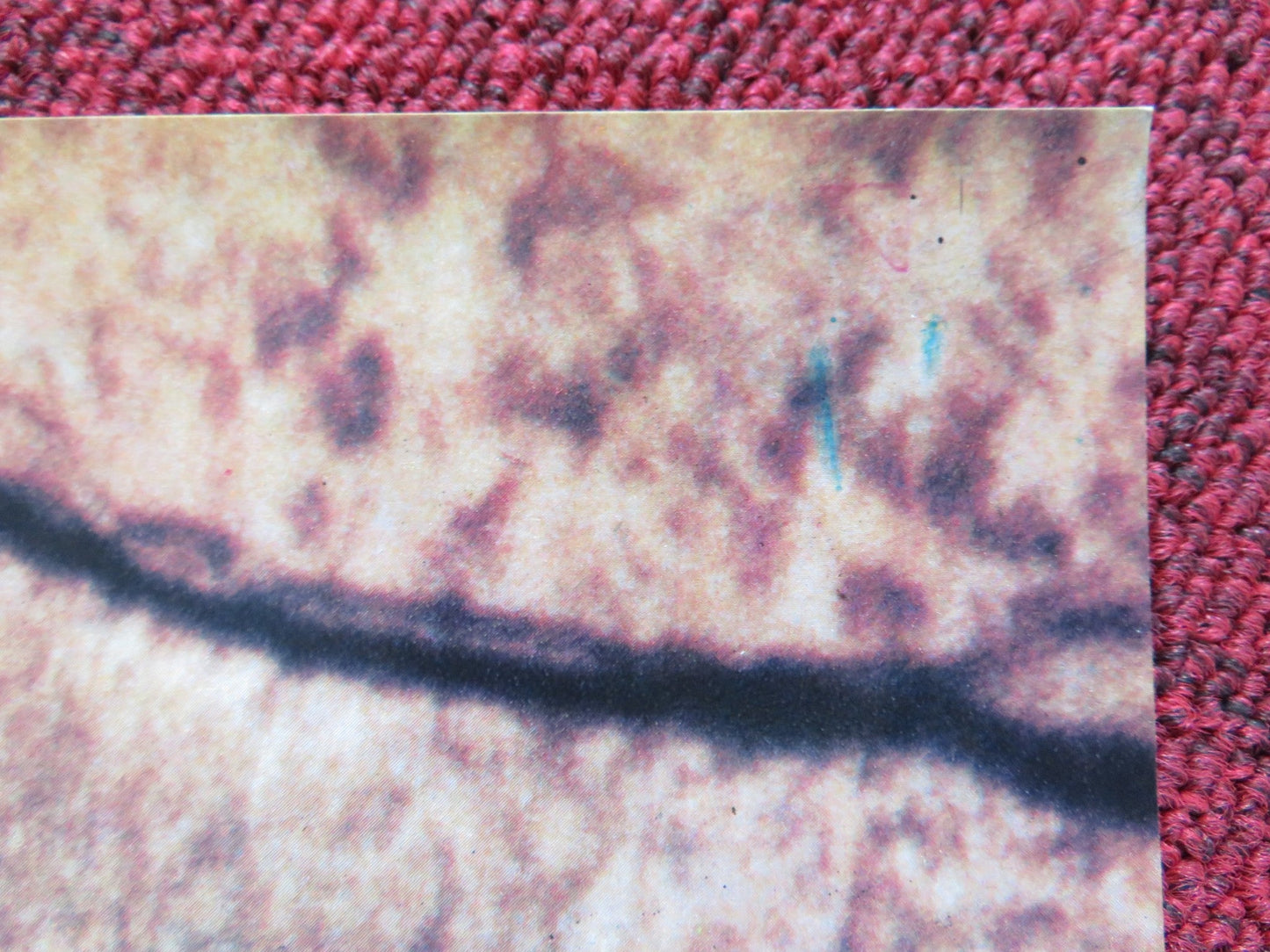 SPHINX - G ITALIAN FOTOBUSTA POSTER LESLEY - ANNE DOWN FRANK LANGELLA 1981 Rendezvous Cinema Movie posters