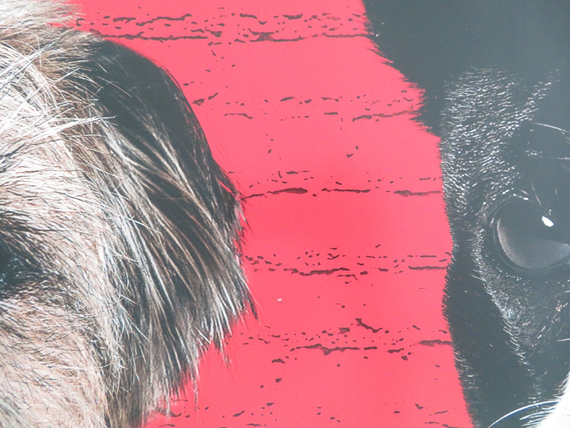 STRAYS UK QUAD ROLLED POSTER WILL FERRELL JAMIE FOXX 2023 Movie posters