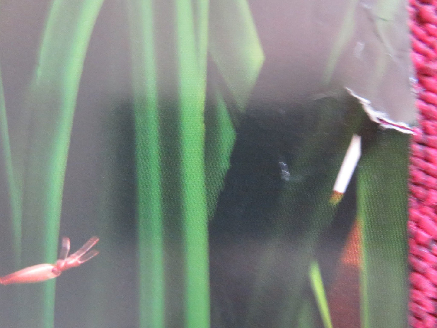 THE ANT BULLY - A US ONE SHEET ROLLED POSTER JULIA ROBERTS NICOLAS CAGE 2006 Rendezvous Cinema Movie posters