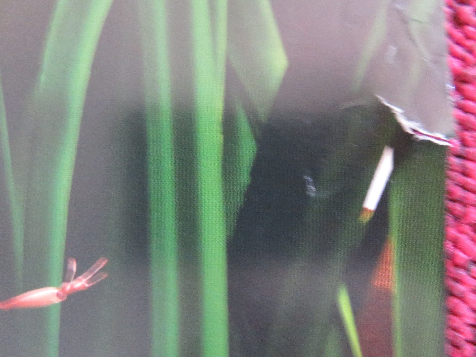 THE ANT BULLY - A US ONE SHEET ROLLED POSTER JULIA ROBERTS NICOLAS CAGE 2006 Rendezvous Cinema Movie posters