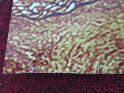 THE DEVIL'S DOUBLE UK QUAD ROLLED POSTER DOMINIC COOPER LUDIVINE SAGNIER 2011 Movie posters