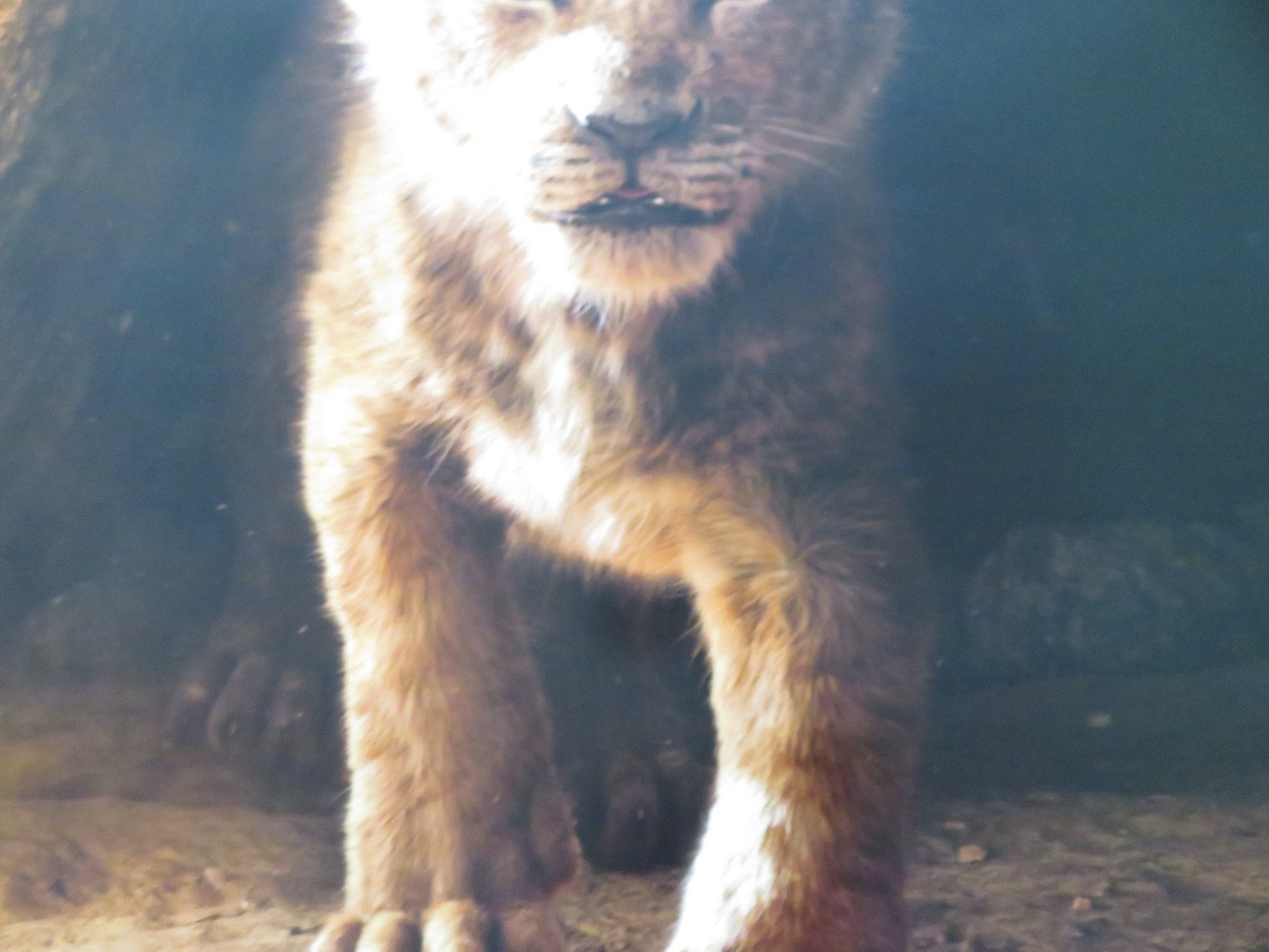 THE LION KING US ONE SHEET ROLLED POSTER DISNEY CHIWETEL EJIOFOR 2019 Rendezvous Cinema Movie posters