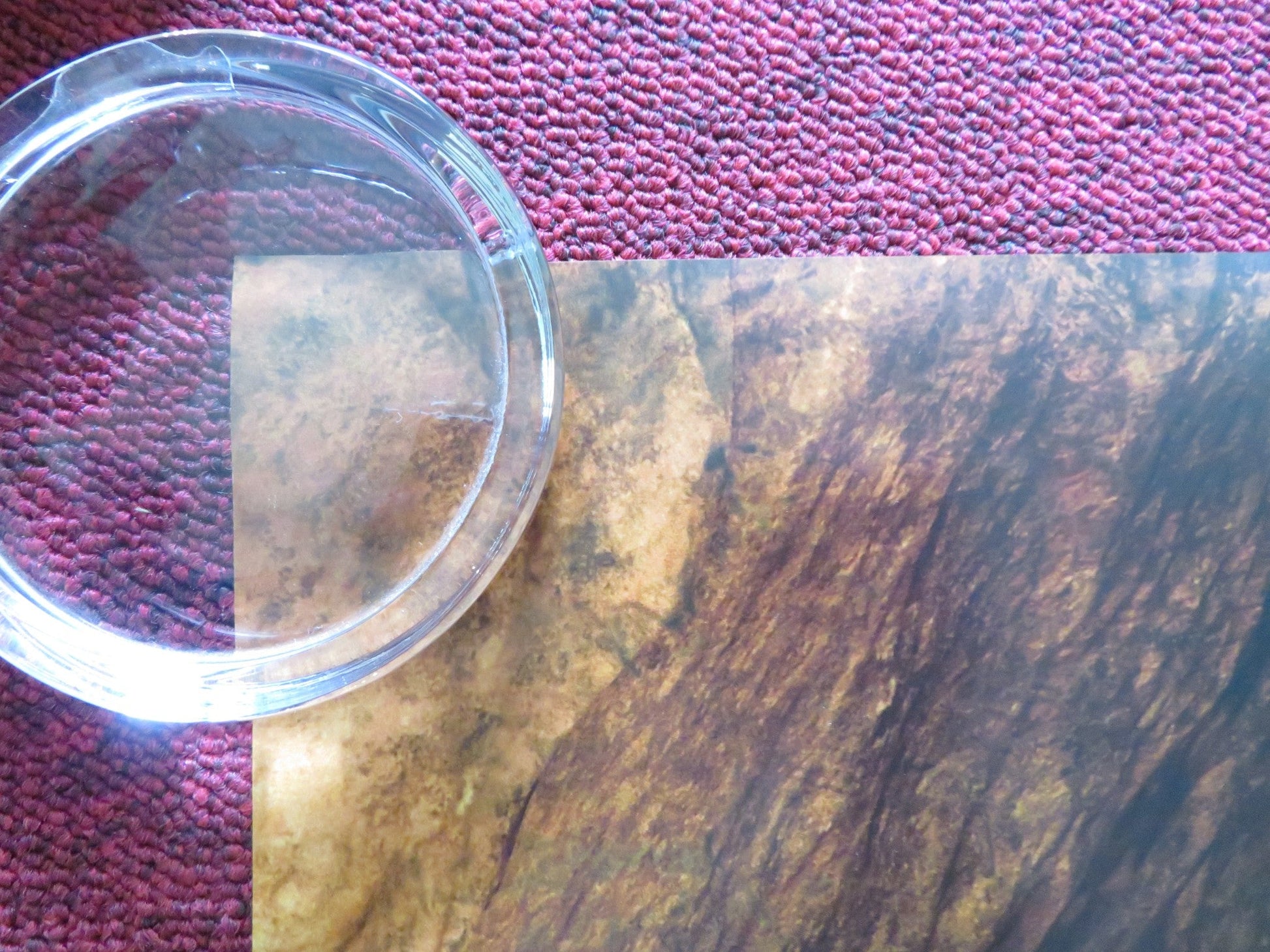 THE LION KING US ONE SHEET ROLLED POSTER DISNEY CHIWETEL EJIOFOR 2019 Rendezvous Cinema Movie posters