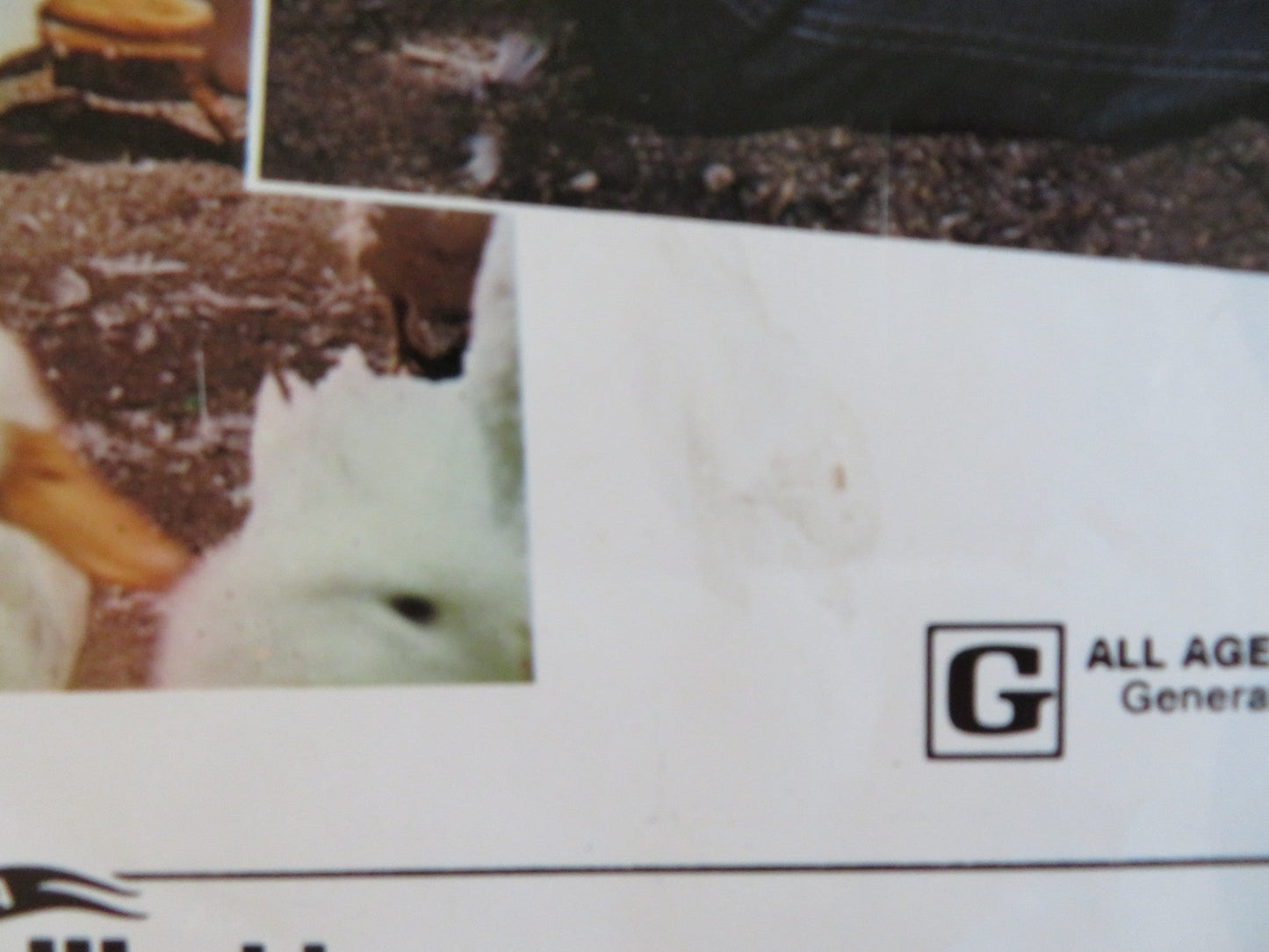 THE MILLION DOLLAR DUCK US INSERT POSTER DISNEY DEAN JONES SANDY DUNCAN 1971 Rendezvous Cinema Movie posters