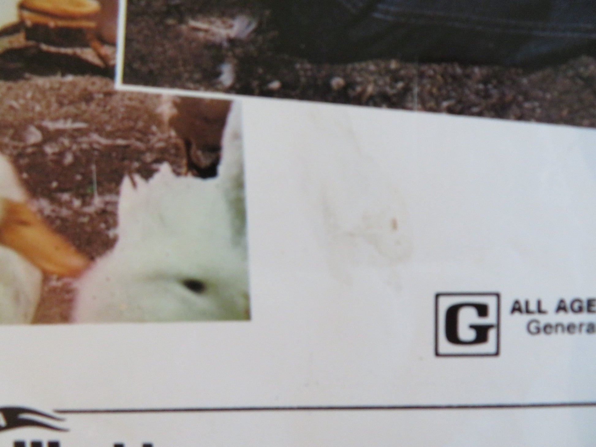 THE MILLION DOLLAR DUCK US INSERT POSTER DISNEY DEAN JONES SANDY DUNCAN 1971 Rendezvous Cinema Movie posters