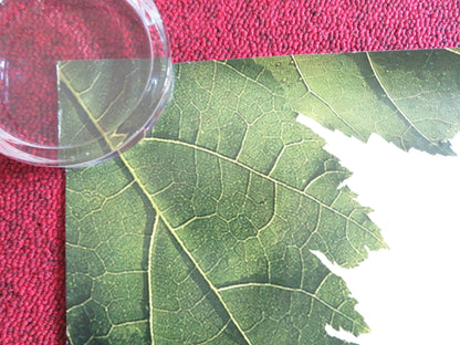 THE SPIDERWICK CHRONICLES - B US ONE SHEET ROLLED POSTER FREDDIE HIGHMORE 2008 Rendezvous Cinema Movie posters