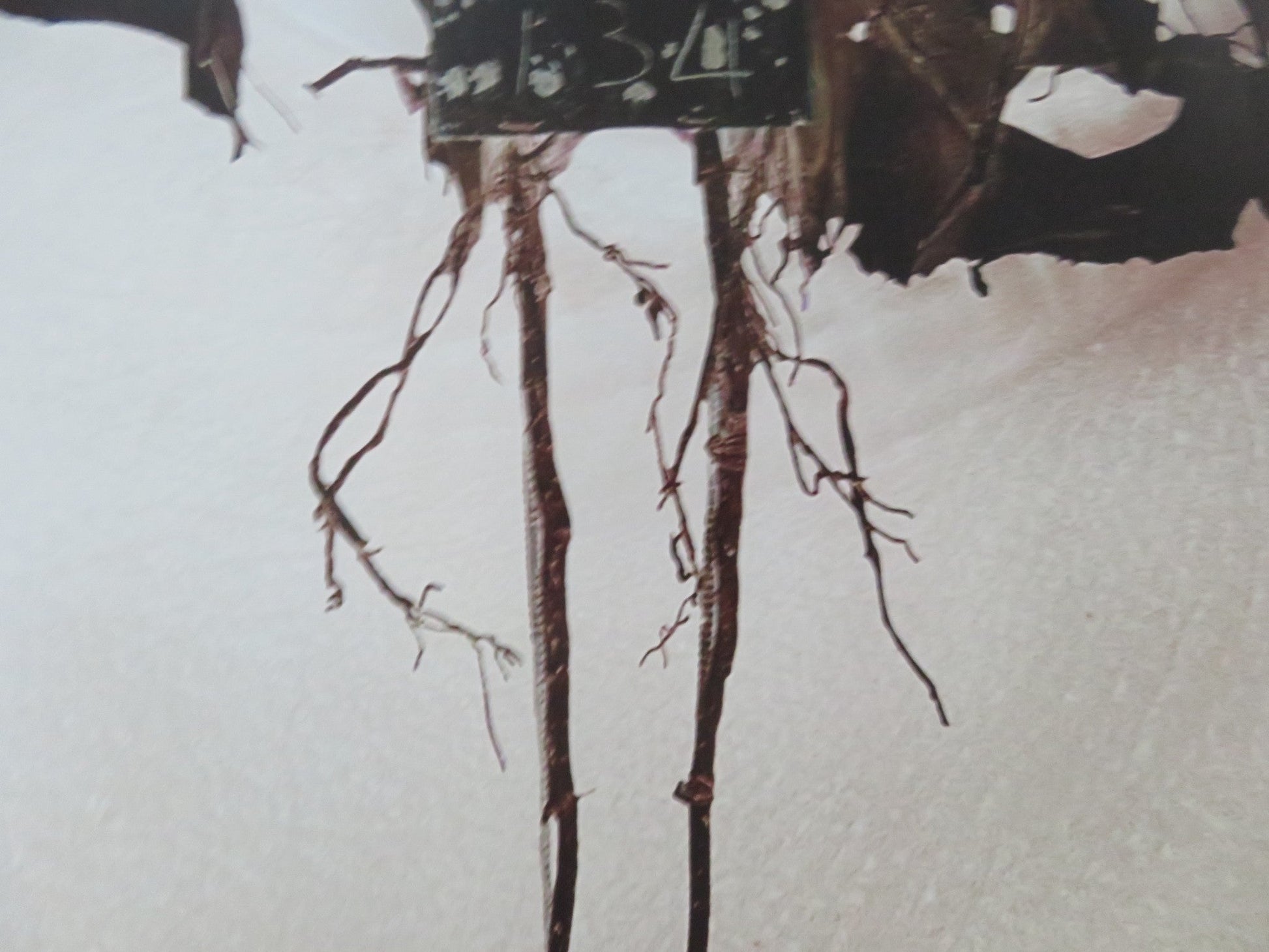 THE WATCHED - B UK QUAD ROLLED POSTER DAKOTA FANNING GEORGINA CAMPBELL 2024 Rendezvous Cinema Movie posters