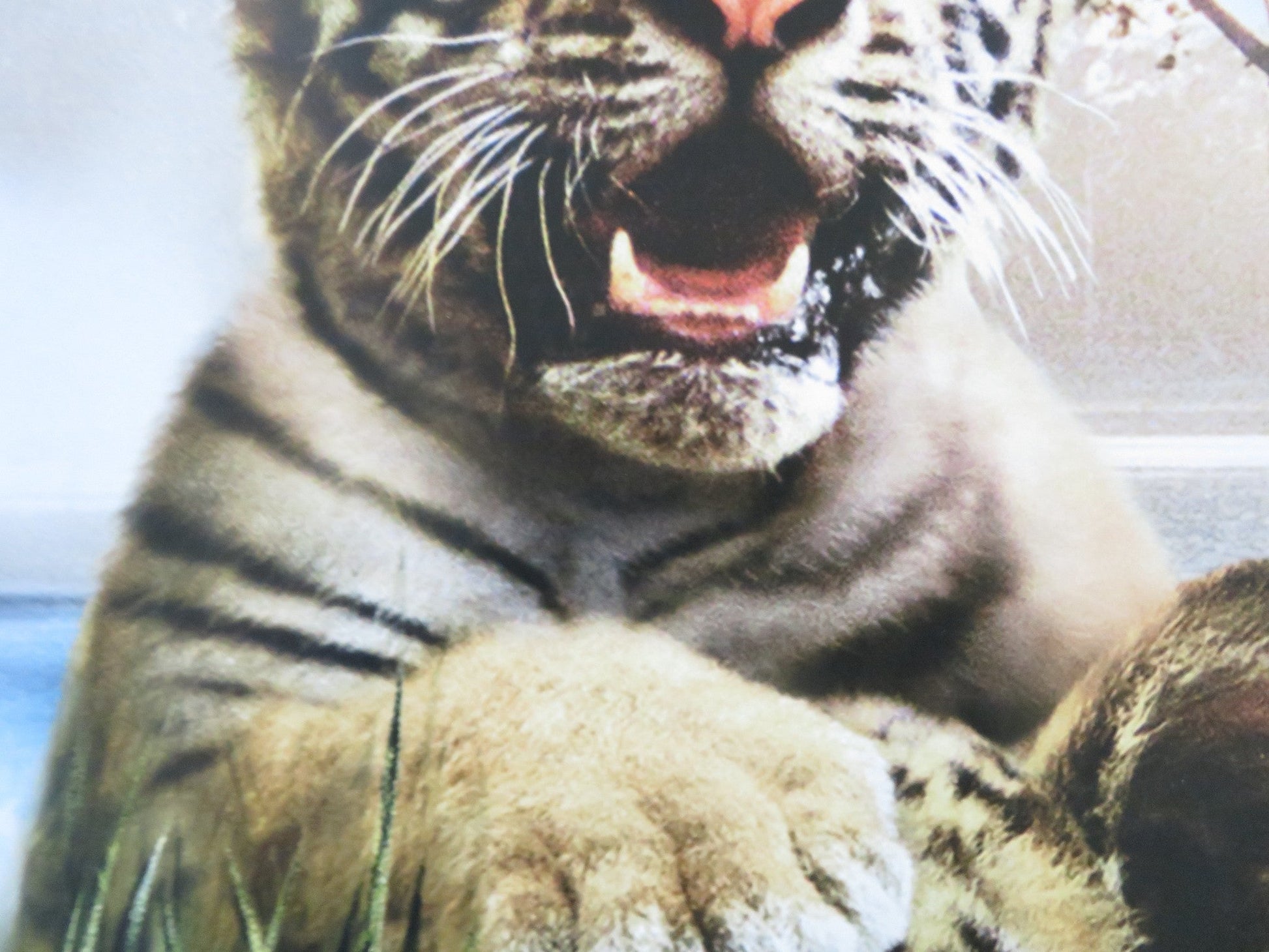 TWO BROTHERS VHS & DVD VIDEO POSTER GUY PEARCE FREDDIE HIGHMORE 2004 Rendezvous Cinema Movie posters