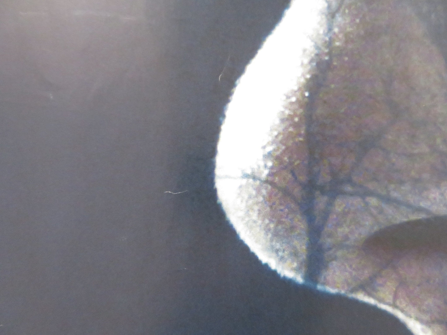 WILDLING UK QUAD ROLLED POSTER BEL POWLEY LIV TYLER 2018 Rendezvous Cinema Movie posters