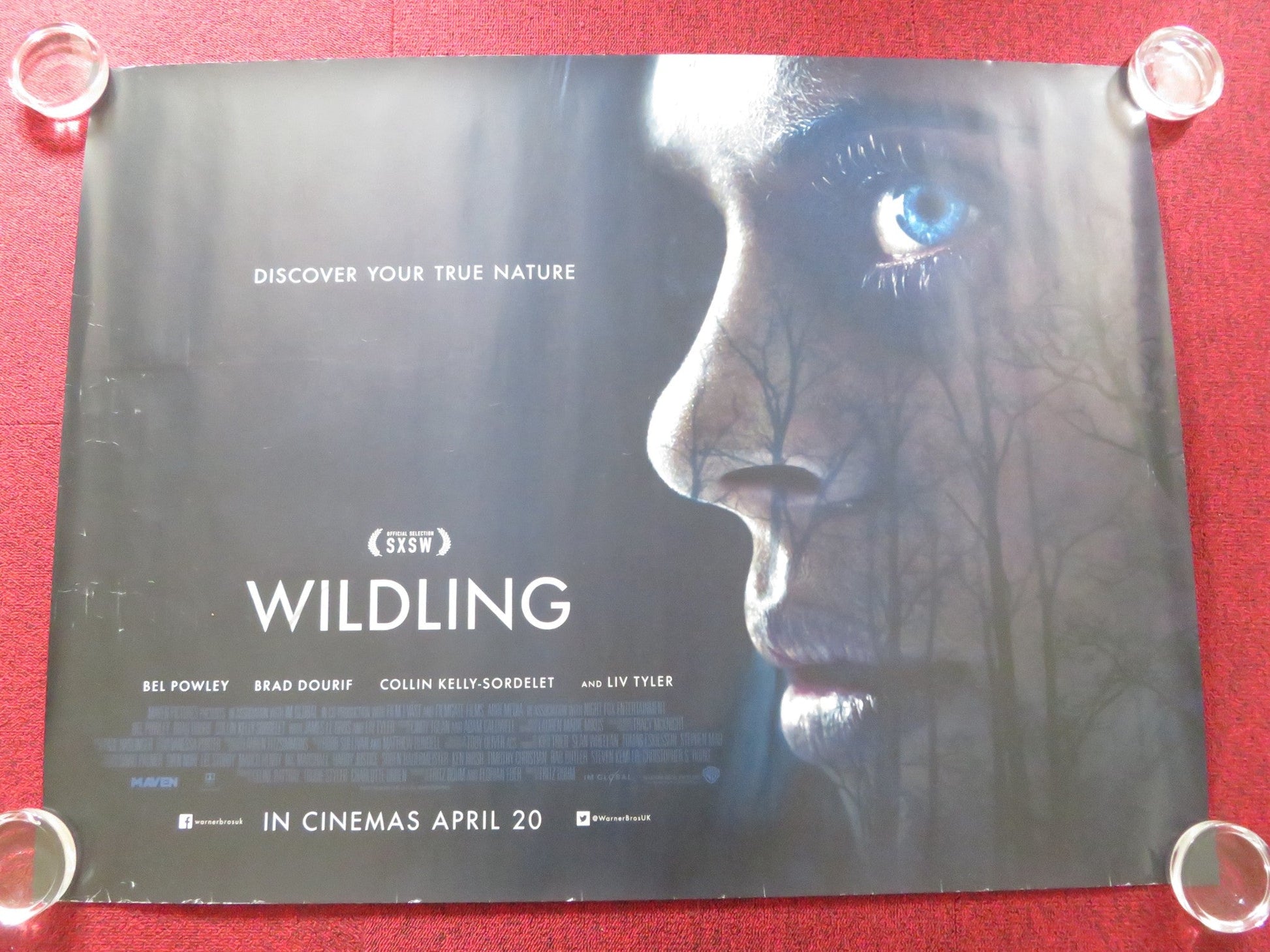 WILDLING UK QUAD ROLLED POSTER BEL POWLEY LIV TYLER 2018 Rendezvous Cinema Movie posters