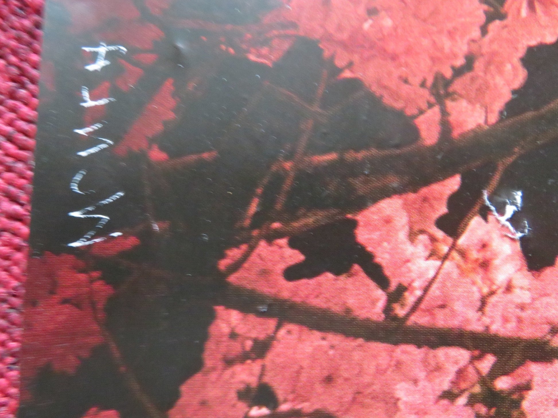 WONKA UK QUAD ROLLED POSTER TIMOTHEE CHALAMET OLIVIA COLMAN 2023 Rendezvous Cinema Movie posters