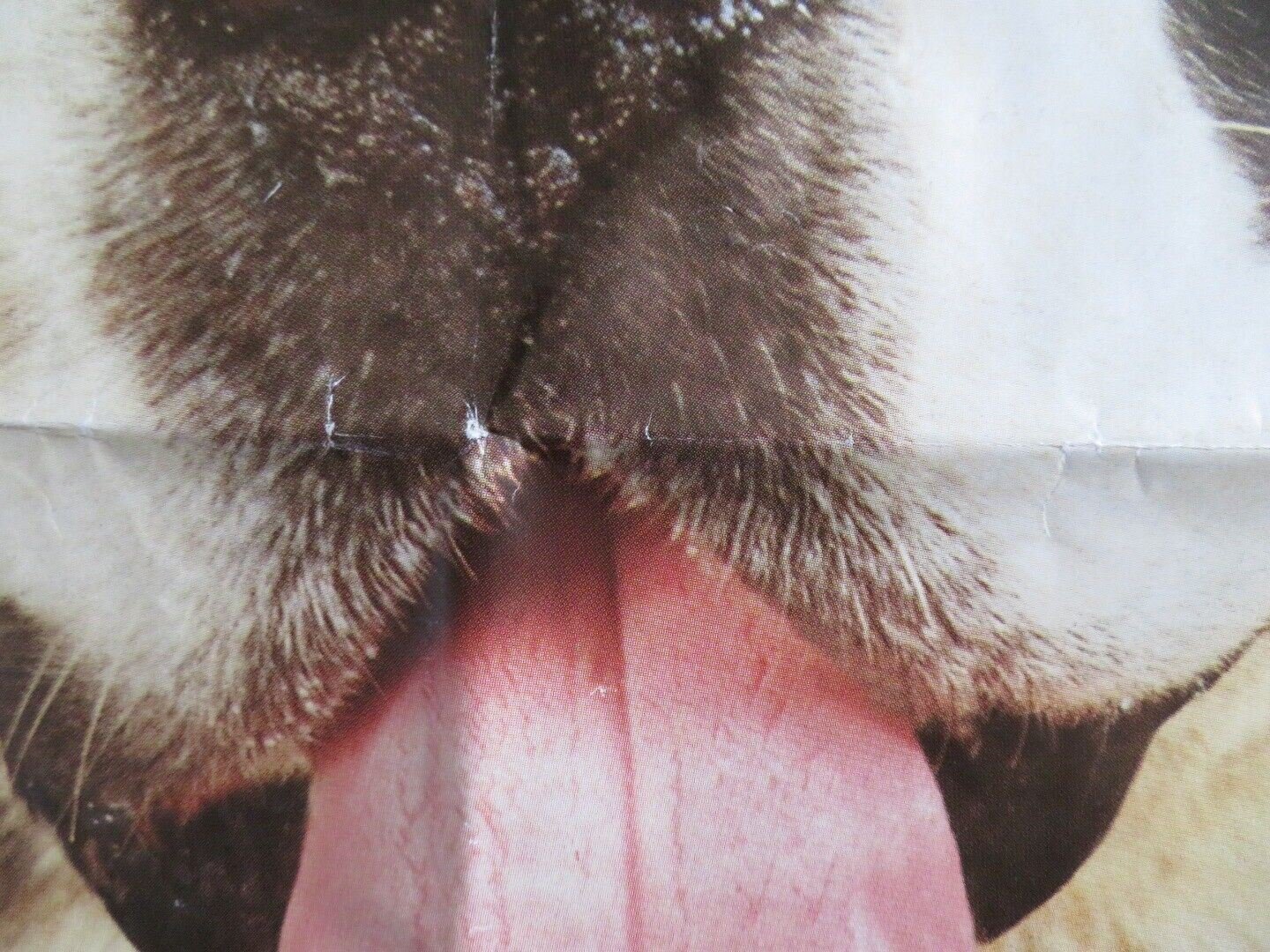 BEETHOVEN UK QUAD POSTER CHARLES GRODIN BONNIE HUNT 1992 Movie posters