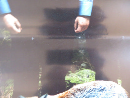 BORDER ITALIAN LOCANDINA POSTER EVA MELANDER EERO MILONOFF 2018 Rendezvous Cinema Movie posters