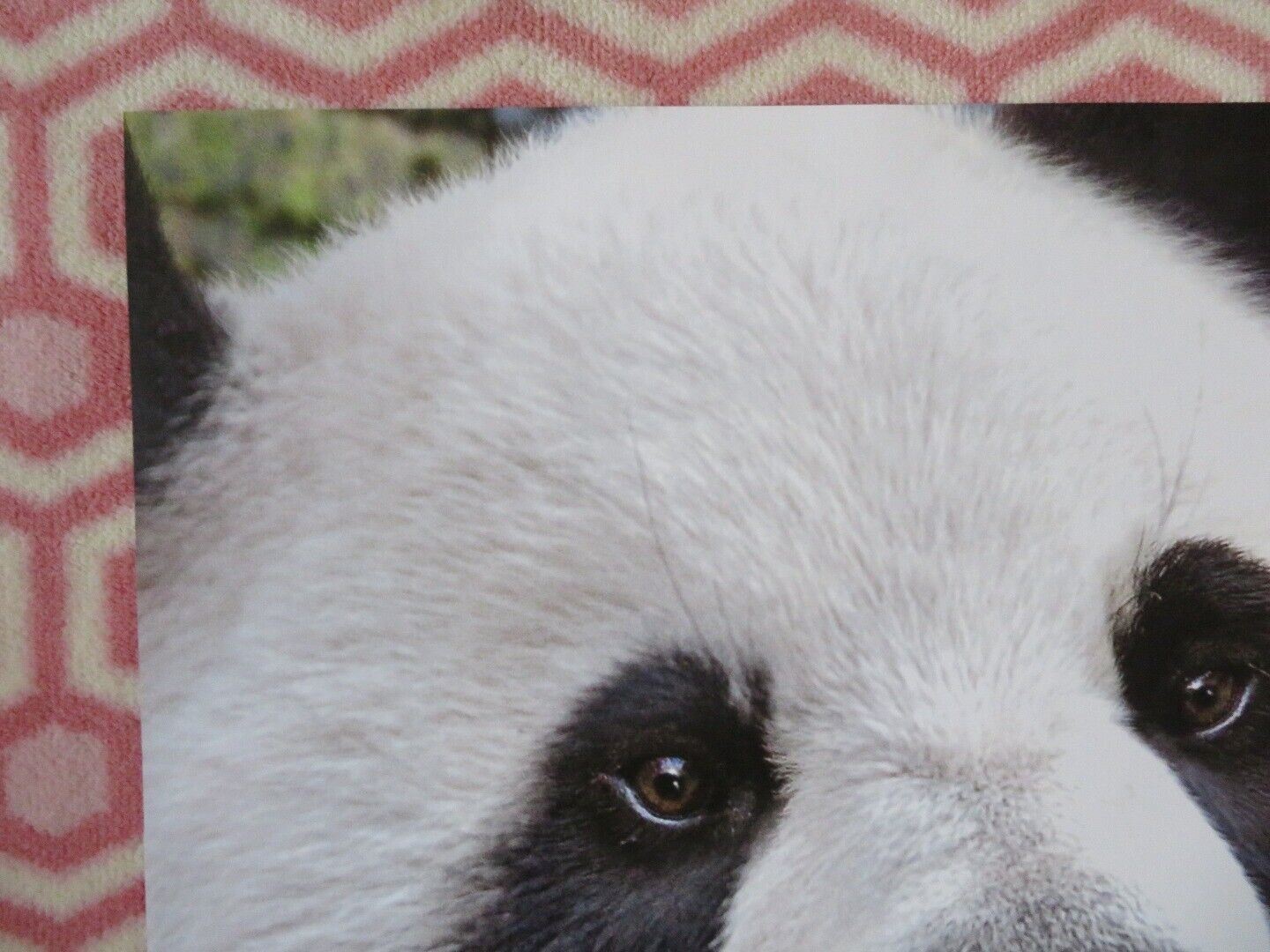 BORN IN CHINA US ONE SHEET ROLLED POSTER DISNEY JOHN KRASINSKI 2016 Movie posters