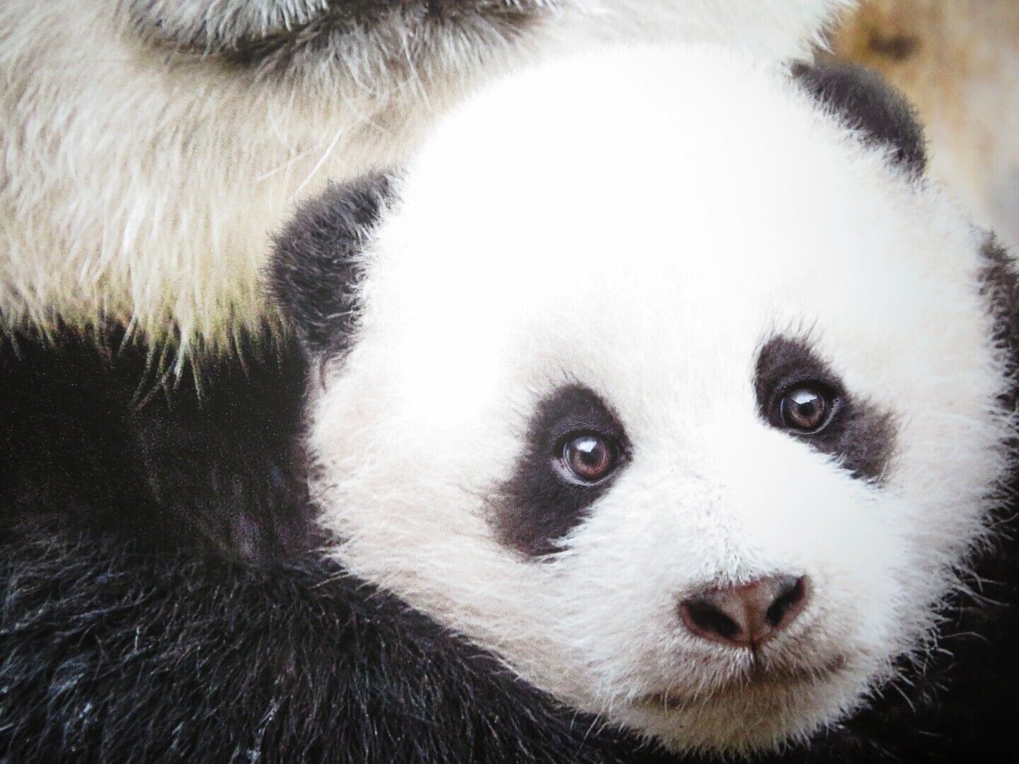 BORN IN CHINA US ONE SHEET ROLLED POSTER DISNEY JOHN KRASINSKI 2016 Movie posters