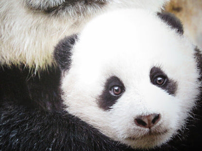 BORN IN CHINA US ONE SHEET ROLLED POSTER DISNEY JOHN KRASINSKI 2016 Movie posters