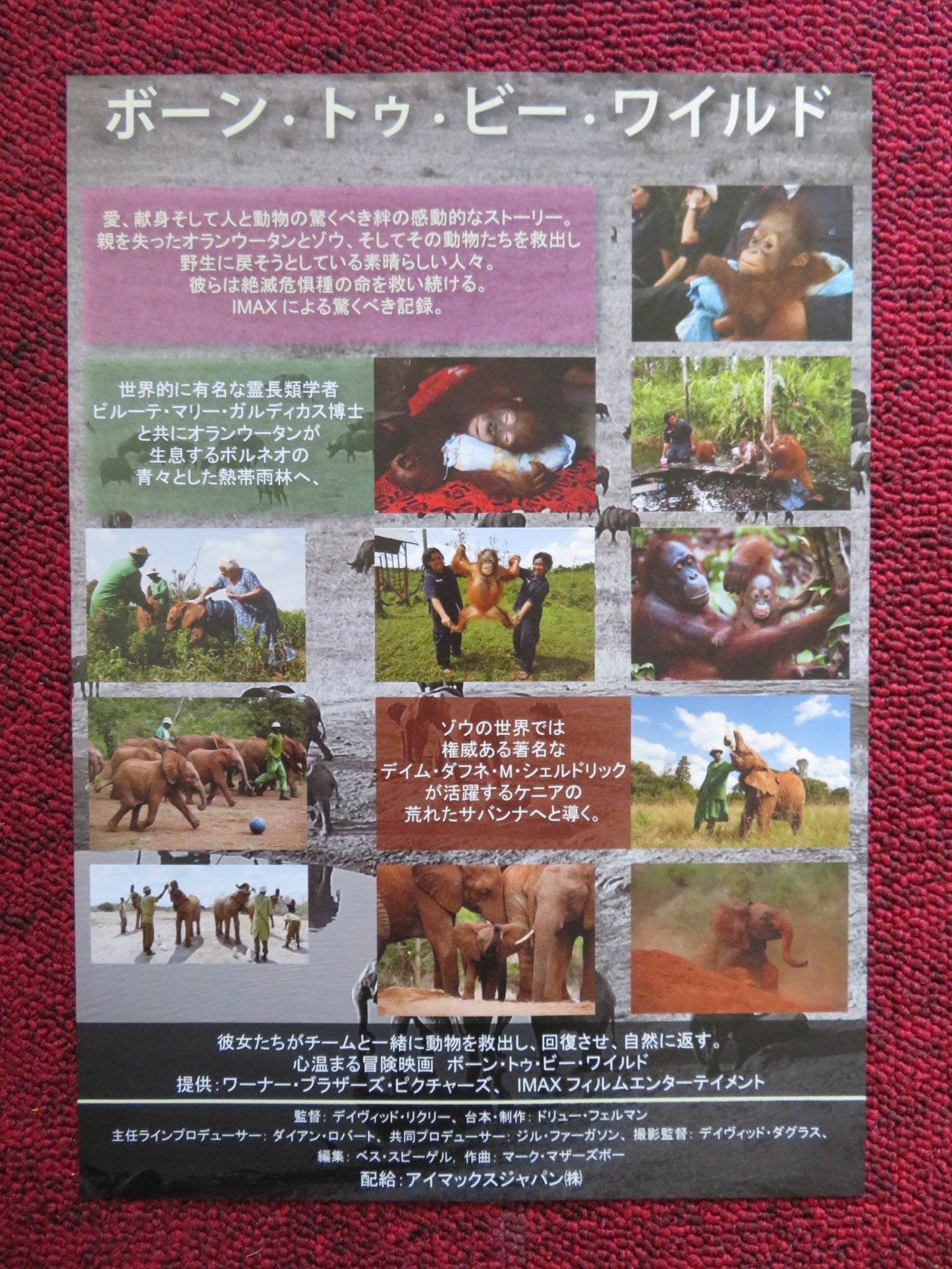BORN TO BE WILD 3D JAPANESE CHIRASHI (B5) POSTER MORGAN FREEMAN 2011 Rendezvous Cinema Movie posters