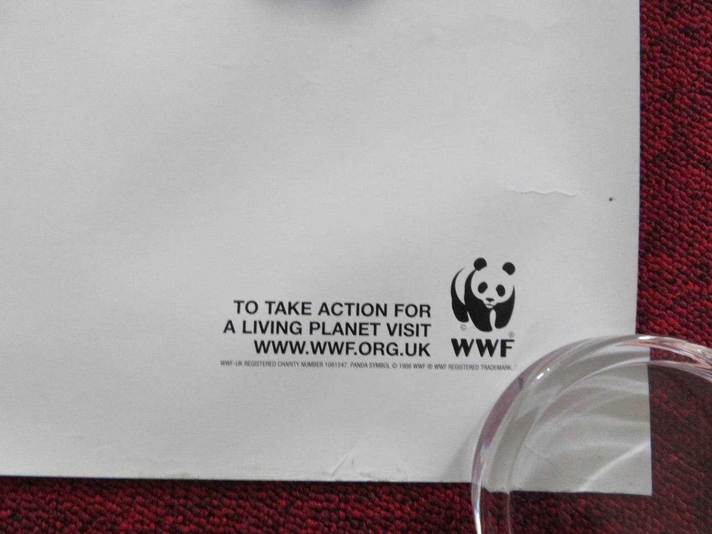 BROTHER BEAR UK QUAD (30"x 40") ROLLED POSTER DISNEY JOAQUIN PHOENIX 2003 Rendezvous Cinema Movie posters