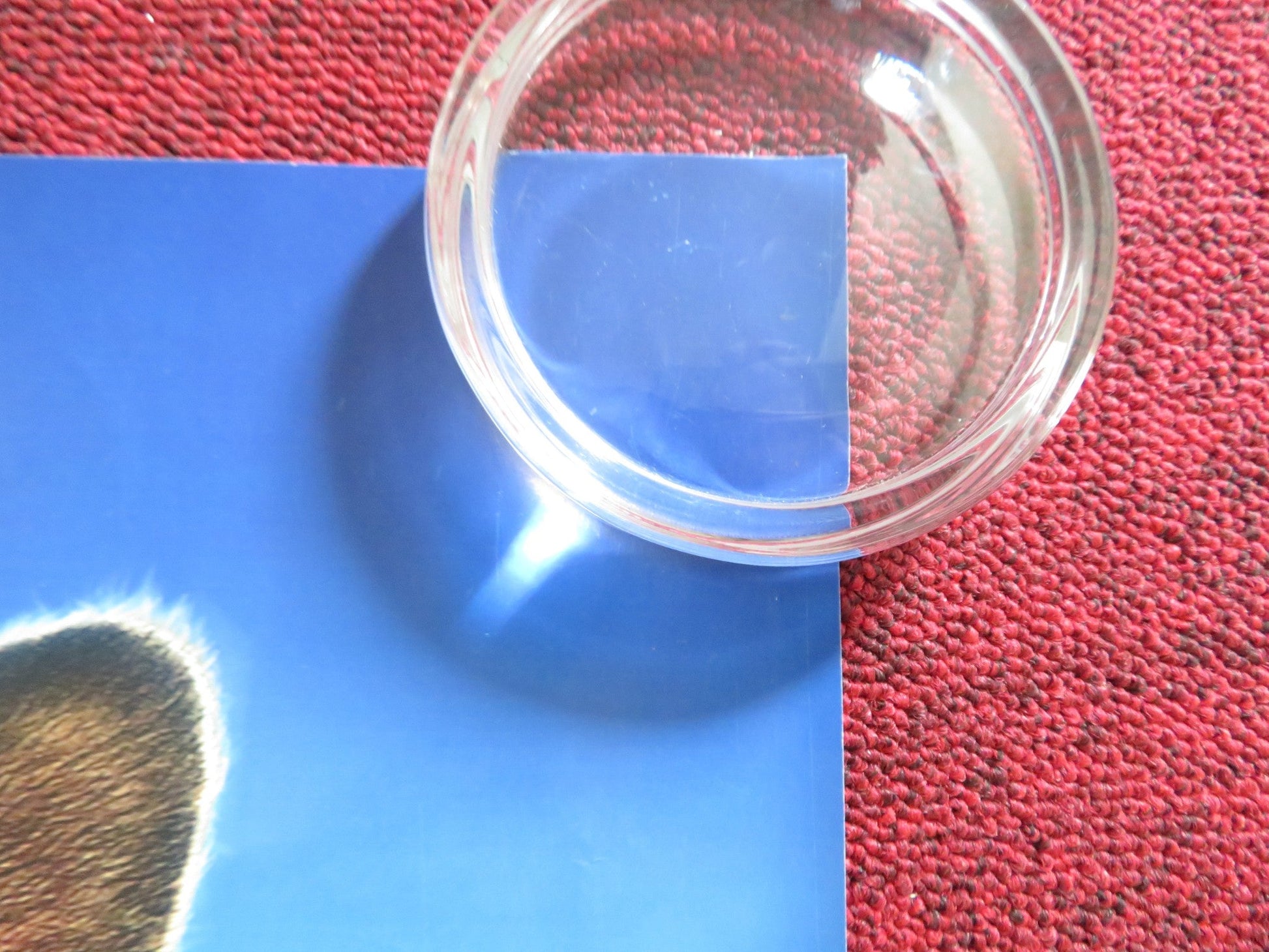 CATS & DOGS: THE REVENGE OF KITTY GALORE UK QUAD ROLLED POSTER MARSDEN 2010 Rendezvous Cinema Movie posters