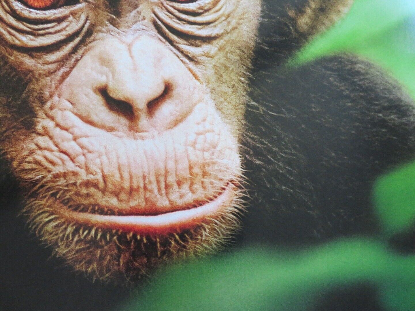 CHIMPANZEE US ONE SHEET ROLLED POSTER DISNEY TIM ALLEN 2012 Movie posters