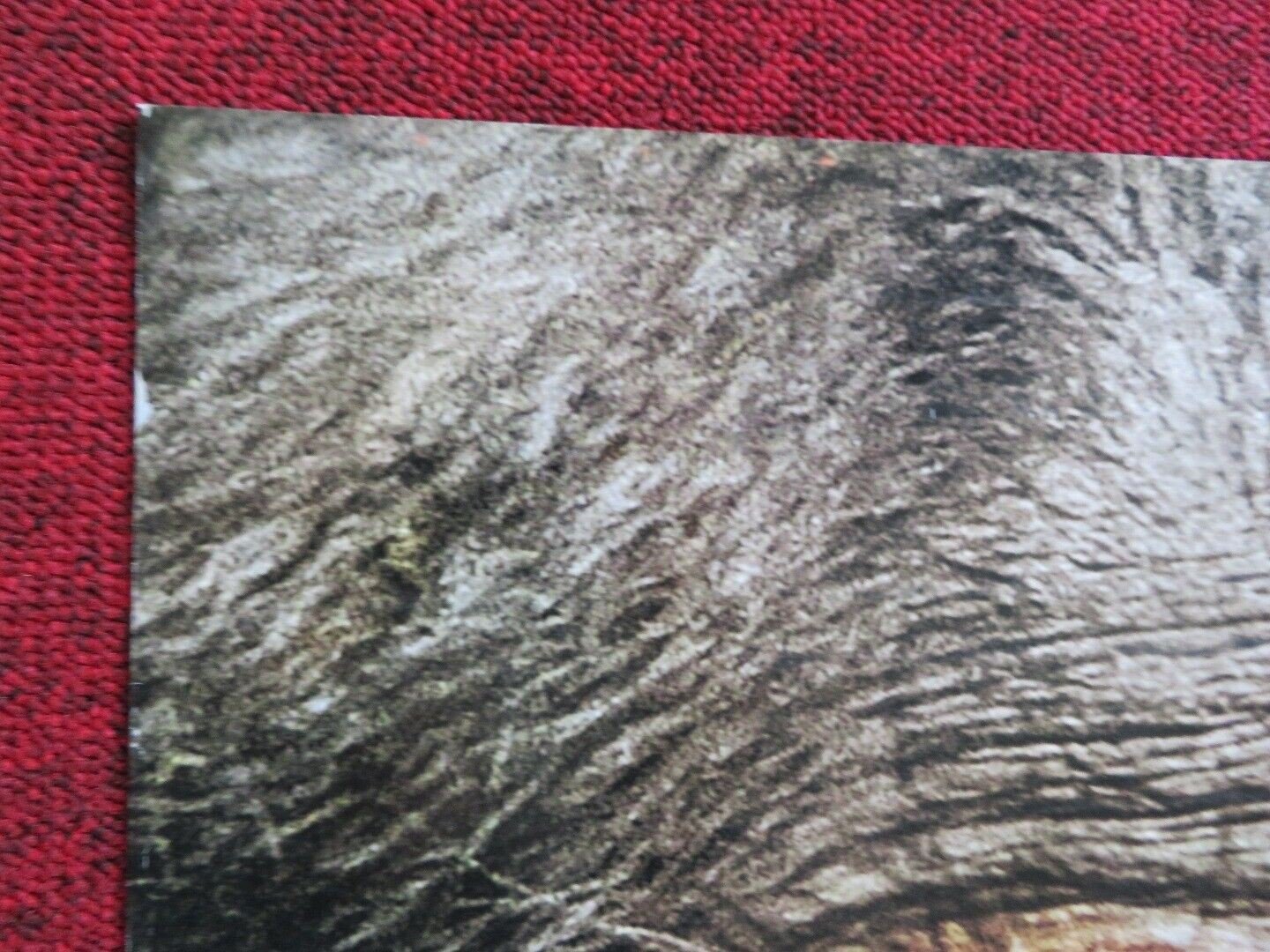 CHIMPANZEE US ONE SHEET ROLLED POSTER DISNEY TIM ALLEN 2012 Movie posters