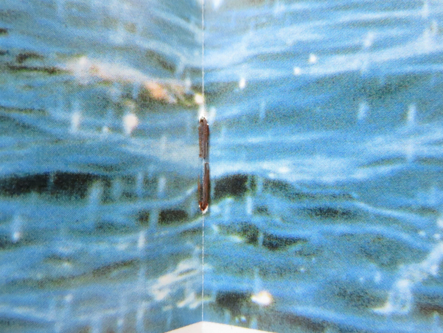 COCOON THE RETURN JAPANESE BROCHURE / PRESS BOOK STEVE GUTTERNBERG C. COX 1988 Rendezvous Cinema Movie posters