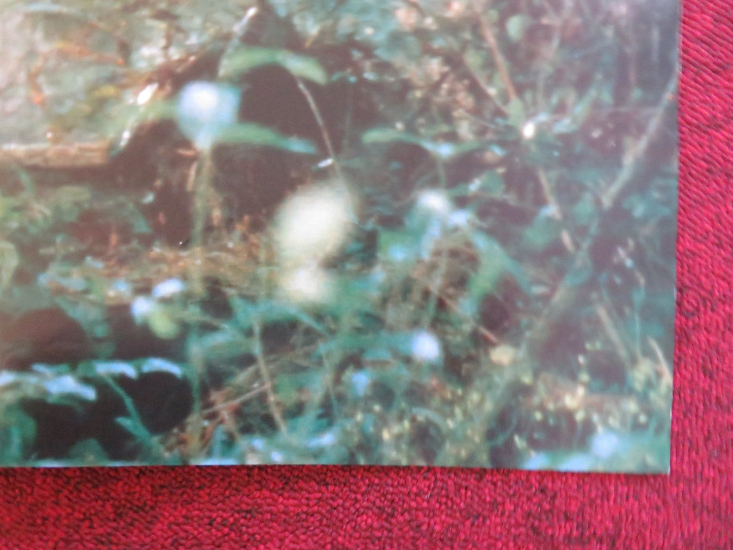 FAR FROM HOME: THE ADVENTURES OF YELLOW DOG UK QUAD POSTER FOLDED J.BRADFORD '94 Rendezvous Cinema Movie posters