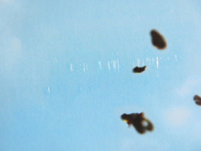 GEORGE OF THE JUNGLE US ONE SHEET ROLLED POSTER BRENDAN FRASER LESLIE MANN 1997 Rendezvous Cinema Movie posters