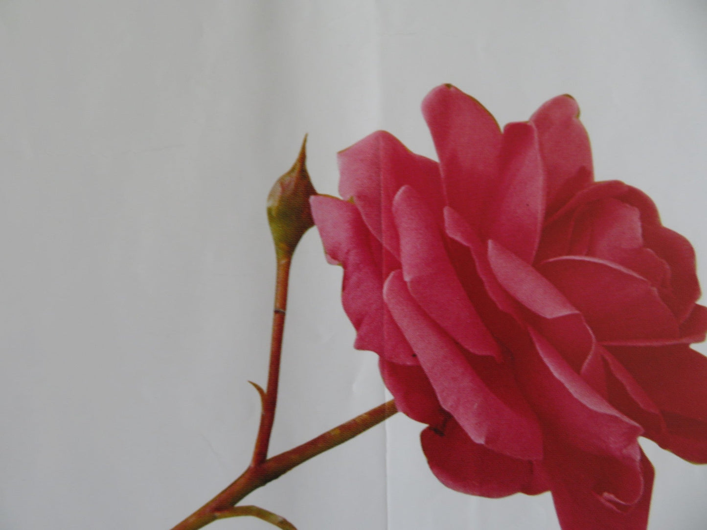 GREENFINGERS UK QUAD (30"x 40") ROLLED POSTER CLIVE OWEN HELEN MIRREN 2000 Rendezvous Cinema Movie posters