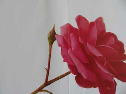 GREENFINGERS UK QUAD (30"x 40") ROLLED POSTER CLIVE OWEN HELEN MIRREN 2000 Rendezvous Cinema Movie posters