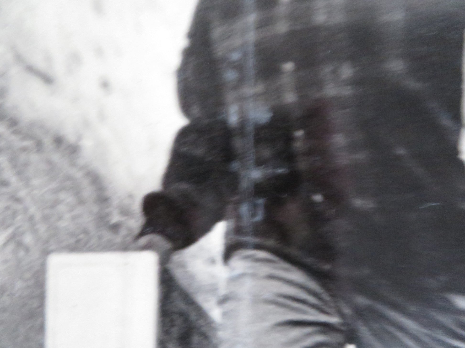 HAKUCHU NO BURAIKAN - B ITALIAN FOTOBUSTA POSTER SID TAYLOR LAVINE SHELTON 1961 Rendezvous Cinema Movie posters