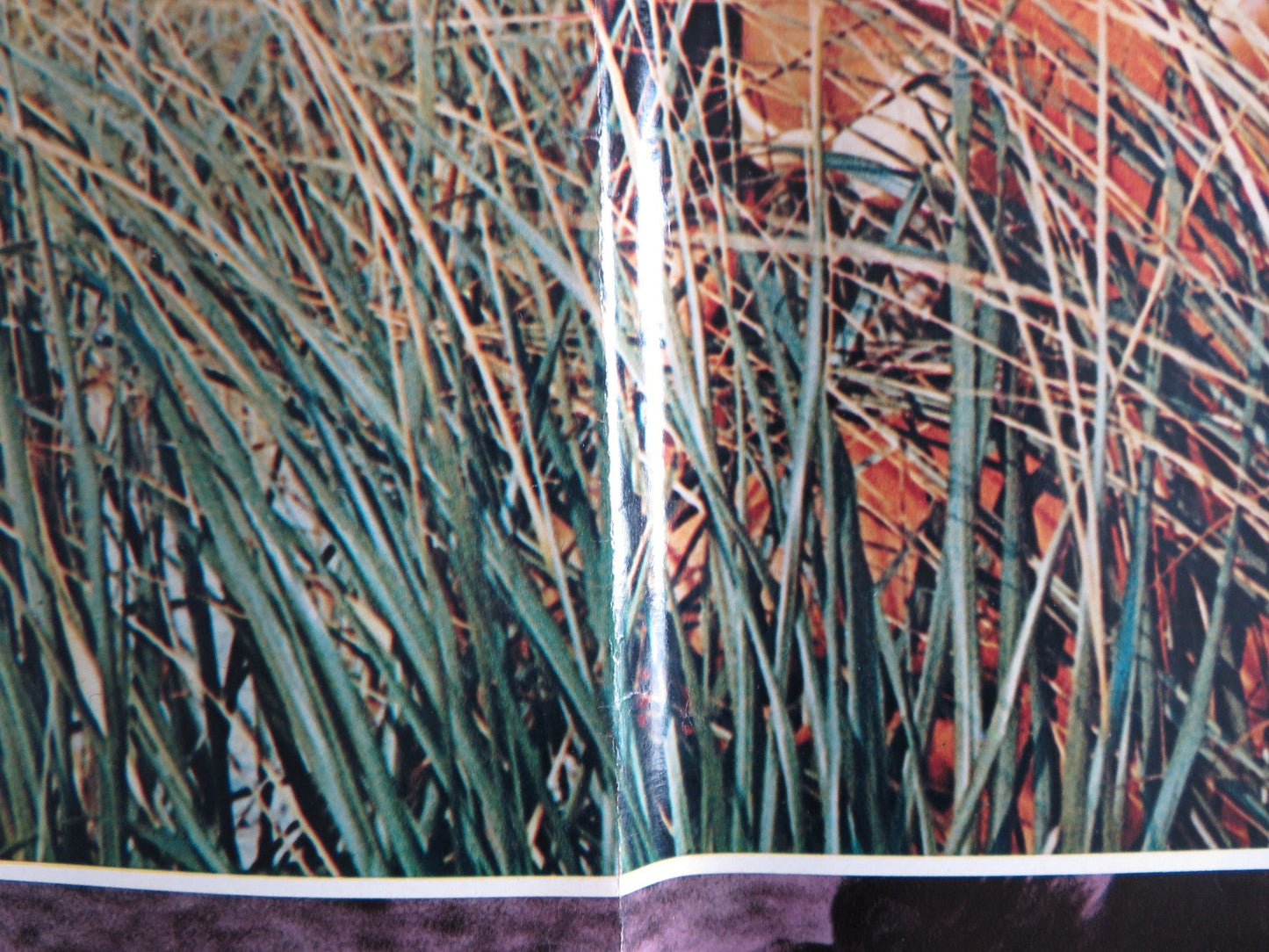 I BREVI GIORNI SELVAGGI / Last Summer - B ITALIAN FOTOBUSTA POSTER HERSHEY 1969 Rendezvous Cinema Movie posters