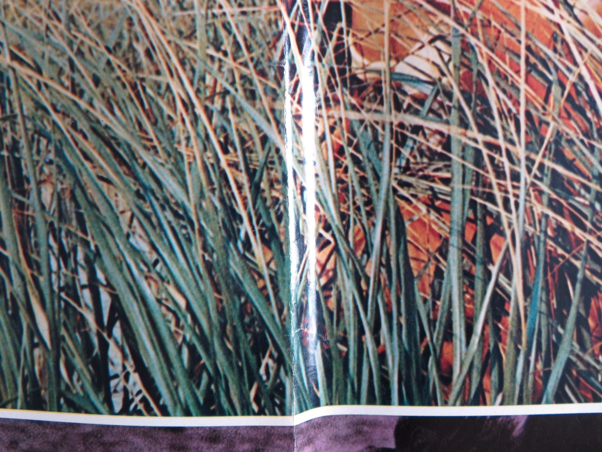 I BREVI GIORNI SELVAGGI / Last Summer - B ITALIAN FOTOBUSTA POSTER HERSHEY 1969 Rendezvous Cinema Movie posters