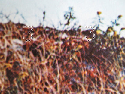 I BREVI GIORNI SELVAGGI / Last Summer - E ITALIAN FOTOBUSTA POSTER HERSHEY 1969 Rendezvous Cinema Movie posters