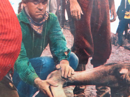 I PIONIERI DELLA CALIFORNIA - A ITALIAN FOTOBUSTA POSTER ROD CAMERON J. DRU 1954 Rendezvous Cinema Movie posters