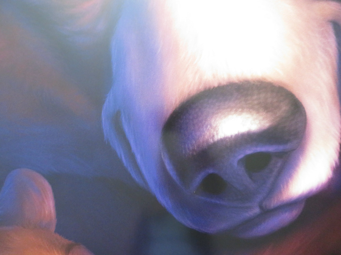 BROTHER BEAR - B US ONE SHEET ROLLED POSTER JOAQUIN PHOENIX JEREMY SUAREZ 2003 - Rendezvous Cinema