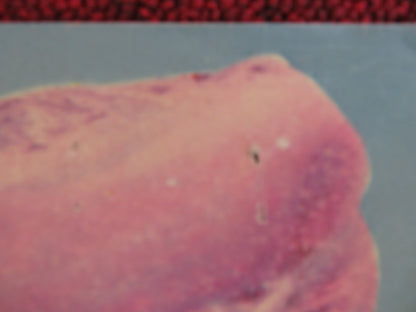 LA STEPPA ITALIAN FOTOBUSTA POSTER CHARLES VANEL DANIELE SPALLONE 1962 - Rendezvous Cinema