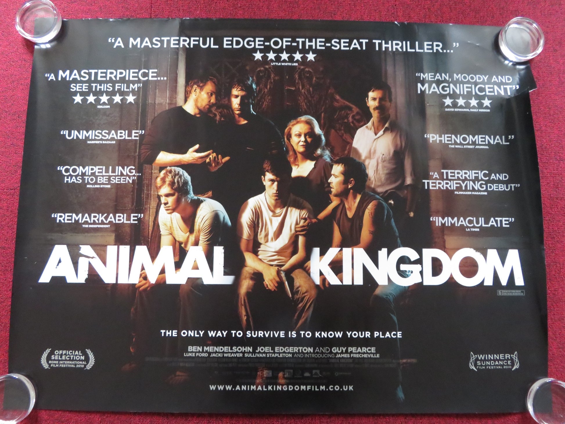 ANIMAL KINGDOM UK QUAD (30"x 40") ROLLED POSTER JOEL EDGERTON B. MENDELSOHN 2010 - Rendezvous Cinema