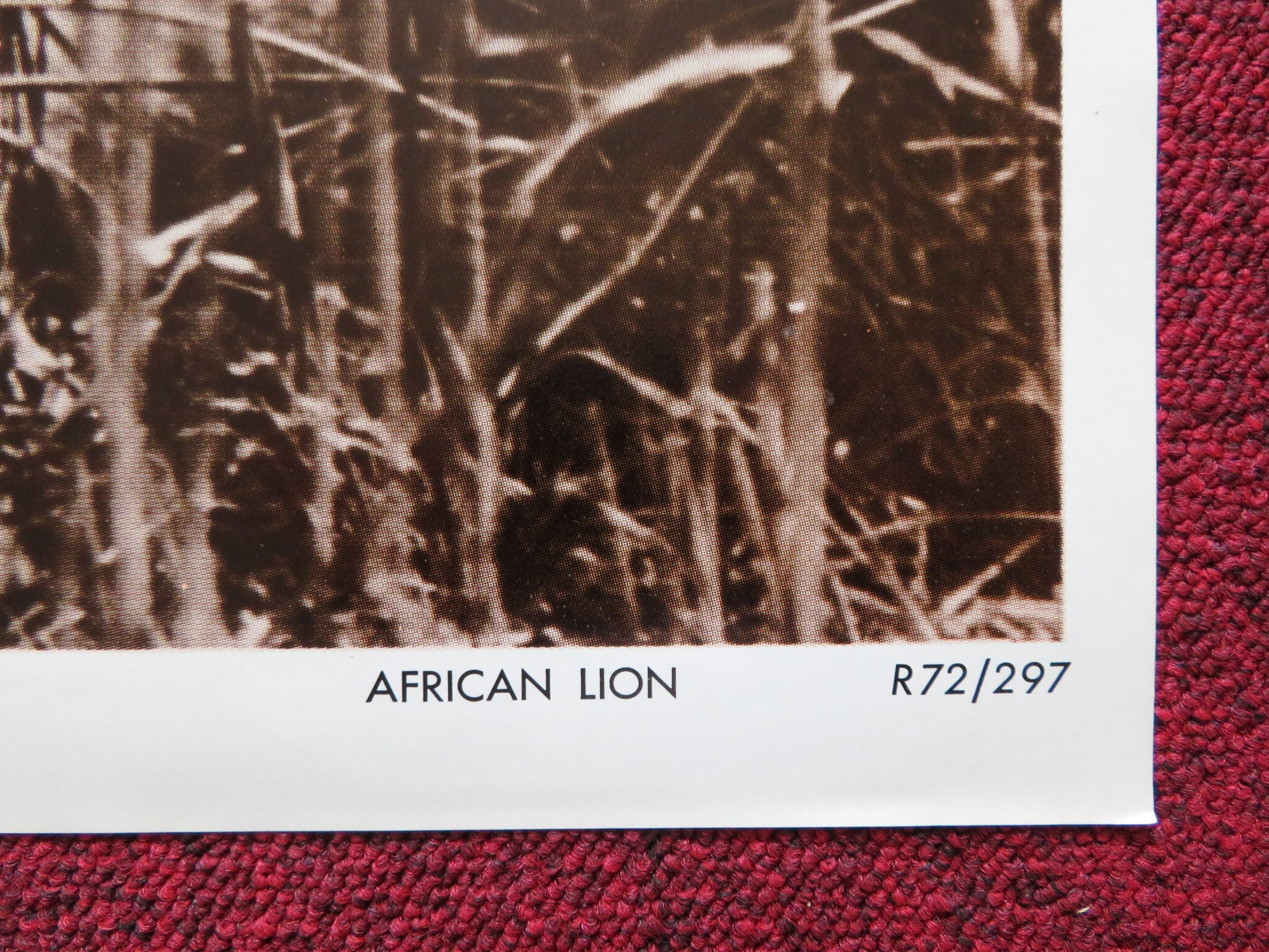 THE AFRICAN LION FOLDED US ONE SHEET POSTER DISNEY WINSTON HIBLER 1972 - Rendezvous Cinema
